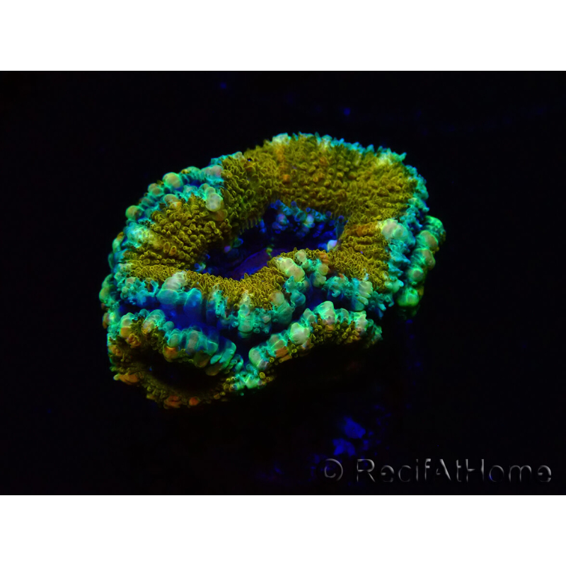 WYSIWYG Micromussa lordhowensis (ehemals Acanthastrea)