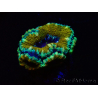 WYSIWYG Micromussa lordhowensis (formerly Acanthastrea)