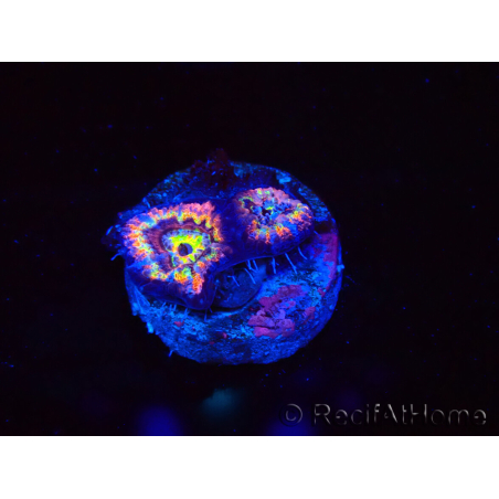 WYSIWYG Micromussa lordhowensis (ex Acanthastrea) 6J6