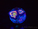 WYSIWYG Micromussa lordhowensis (formerly Acanthastrea)
