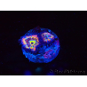 WYSIWYG Micromussa lordhowensis (ehemals Acanthastrea)