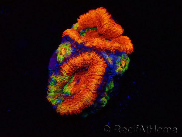 WYSIWYG Micromussa lordhowensis (ex Acanthastrea)