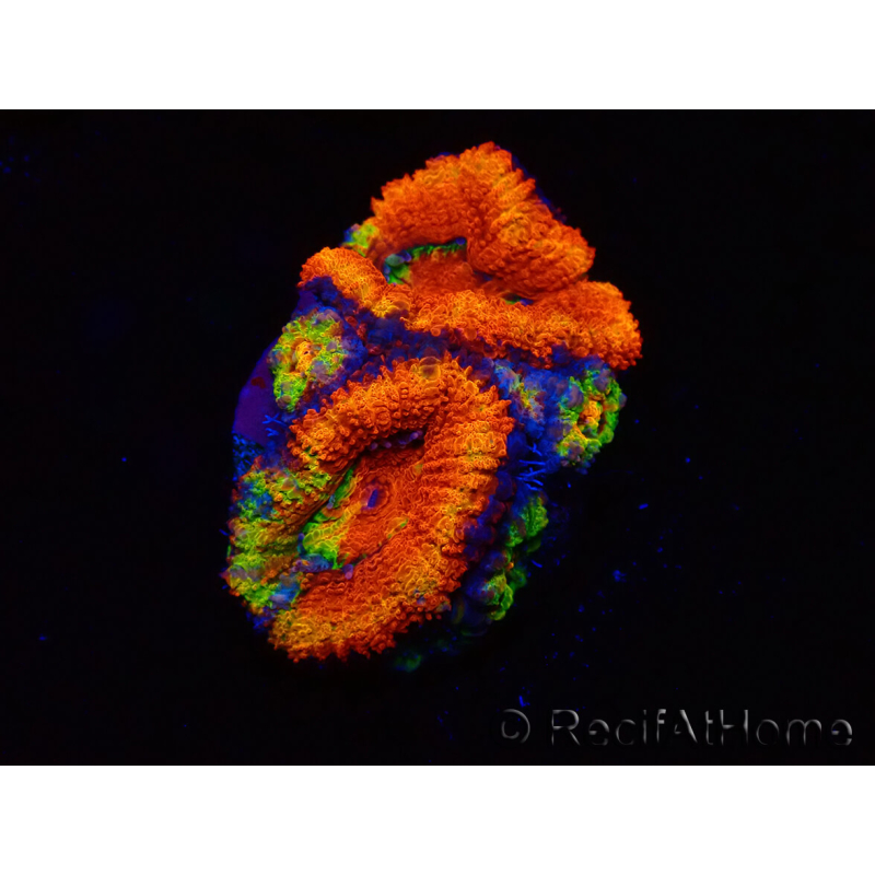 WYSIWYG Micromussa lordhowensis (ex Acanthastrea)