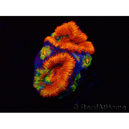 WYSIWYG Micromussa lordhowensis (ex Acanthastrea)