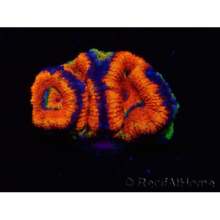 WYSIWYG Micromussa lordhowensis (ex Acanthastrea)