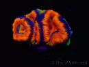WYSIWYG Micromussa lordhowensis (ex Acanthastrea)