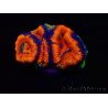 WYSIWYG Micromussa lordhowensis (ex Acanthastrea)