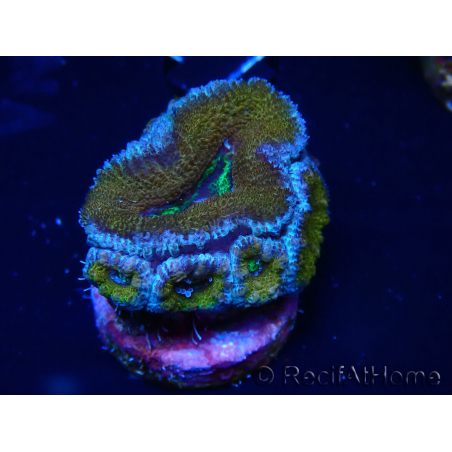 WYSIWYG Micromussa lordhowensis (formerly Acanthastrea) 6A1