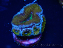 WYSIWYG Micromussa lordhowensis (ex Acanthastrea) 6A1