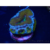 WYSIWYG Micromussa lordhowensis (ehemals Acanthastrea) 6A1