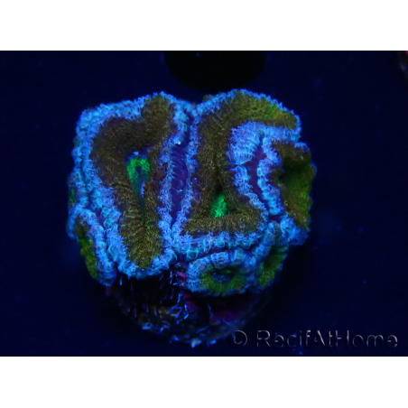 WYSIWYG Micromussa lordhowensis (formerly Acanthastrea) 6A2