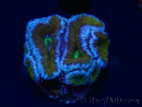 WYSIWYG Micromussa lordhowensis (ex Acanthastrea) 6A2