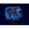 WYSIWYG Micromussa lordhowensis (ehemals Acanthastrea) 6A2