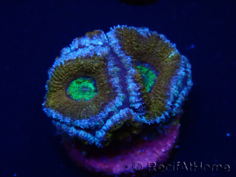 WYSIWYG Micromussa lordhowensis (anteriormente Acanthastrea) 6A3