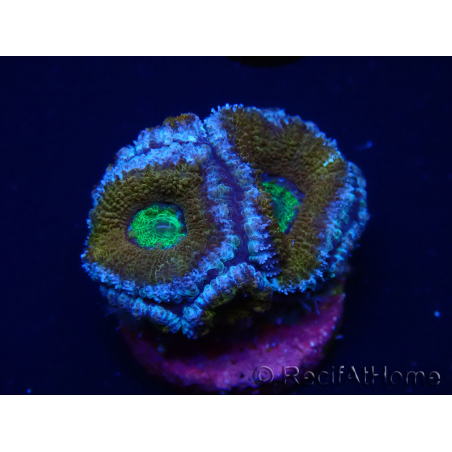 WYSIWYG Micromussa lordhowensis (formerly Acanthastrea) 6A3