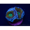 WYSIWYG Micromussa lordhowensis (formerly Acanthastrea) 6A3