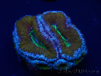 WYSIWYG Micromussa lordhowensis (ex Acanthastrea) 6A4