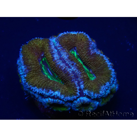 WYSIWYG Micromussa lordhowensis (ex Acanthastrea) 6A4