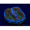 WYSIWYG Micromussa lordhowensis (formerly Acanthastrea) 6A4
