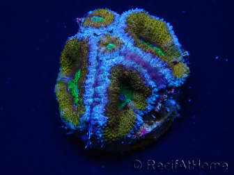 WYSIWYG Micromussa lordhowensis (ex Acanthastrea) 6A5