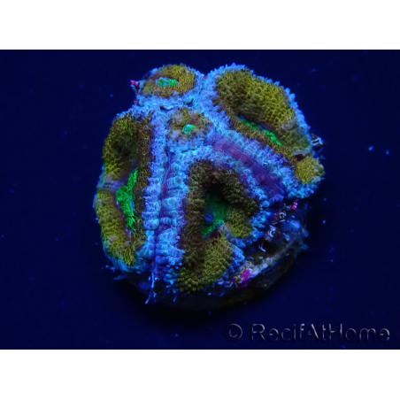 WYSIWYG Micromussa lordhowensis (anteriormente Acanthastrea) 6A5