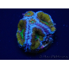 WYSIWYG Micromussa lordhowensis (formerly Acanthastrea) 6A5