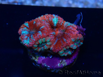 WYSIWYG Micromussa lordhowensis (ex Acanthastrea) 6A6