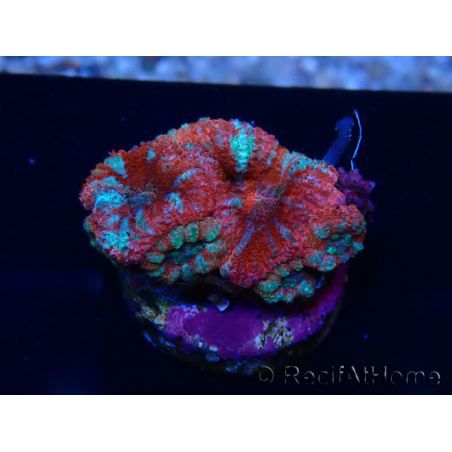 WYSIWYG Micromussa lordhowensis (formerly Acanthastrea) 6A6
