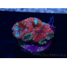 WYSIWYG Micromussa lordhowensis (formerly Acanthastrea) 6A6
