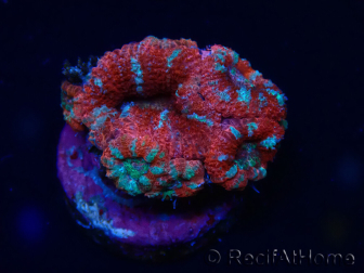 WYSIWYG Micromussa lordhowensis (ex Acanthastrea) 6A7