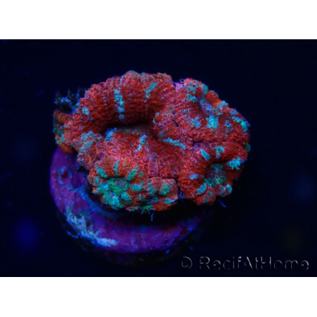 WYSIWYG Micromussa lordhowensis (ex Acanthastrea) 6A7