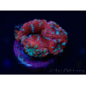 WYSIWYG Micromussa lordhowensis (ex Acanthastrea) 6A7