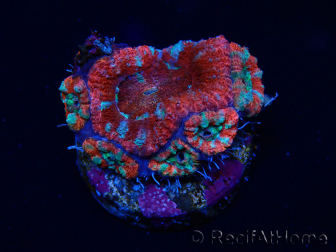 WYSIWYG Micromussa lordhowensis (ex Acanthastrea) 6A8