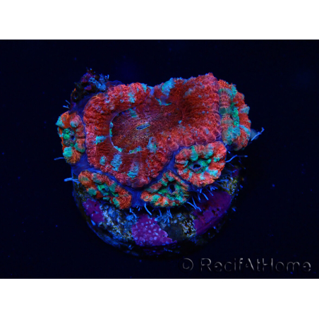 WYSIWYG Micromussa lordhowensis (formerly Acanthastrea) 6A8