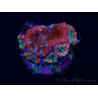 WYSIWYG Micromussa lordhowensis (ex Acanthastrea) 6A8