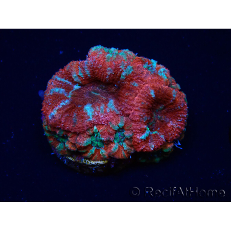 WYSIWYG Micromussa lordhowensis (ex Acanthastrea) 6K3