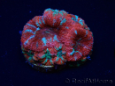 WYSIWYG Micromussa lordhowensis (formerly Acanthastrea) 6K3