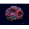 WYSIWYG Micromussa lordhowensis (ex Acanthastrea) 6A9