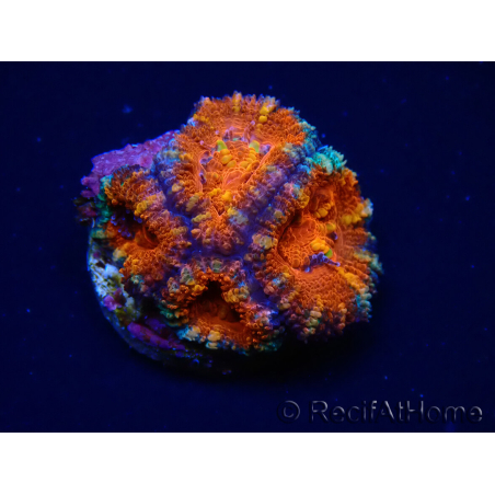 WYSIWYG Micromussa lordhowensis (ex Acanthastrea) 6K4