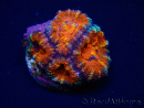 WYSIWYG Micromussa lordhowensis (ex Acanthastrea) 6K4