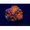 WYSIWYG Micromussa lordhowensis (ex Acanthastrea) 6A10