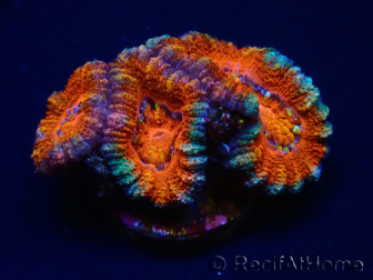 WYSIWYG Micromussa lordhowensis (ex Acanthastrea) 6B1