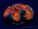 WYSIWYG Micromussa lordhowensis (ehemals Acanthastrea) 6B1