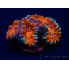 WYSIWYG Micromussa lordhowensis (ex Acanthastrea) 6B1