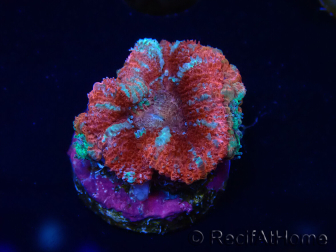 WYSIWYG Micromussa lordhowensis (ex Acanthastrea) 6B2