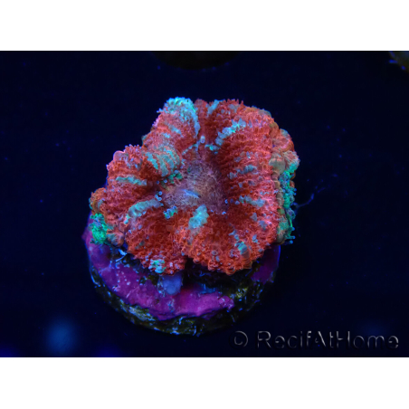 WYSIWYG Micromussa lordhowensis (ex Acanthastrea) 6B2