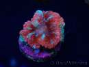WYSIWYG Micromussa lordhowensis (formerly Acanthastrea) 6B2