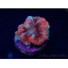 WYSIWYG Micromussa lordhowensis (ex Acanthastrea) 6B2