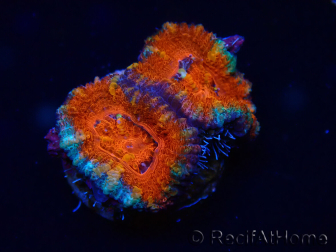 WYSIWYG Micromussa lordhowensis (ehemals Acanthastrea) 6B3