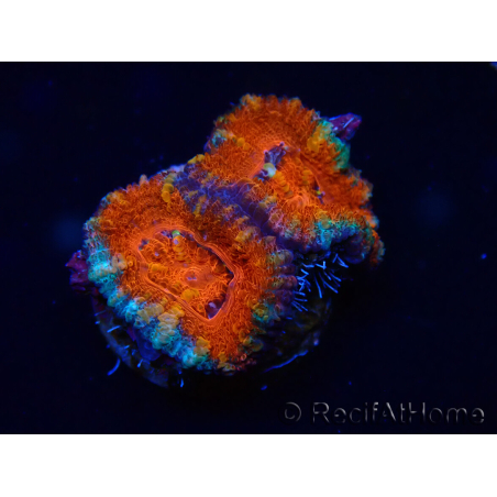 WYSIWYG Micromussa lordhowensis (ex Acanthastrea) 6B3